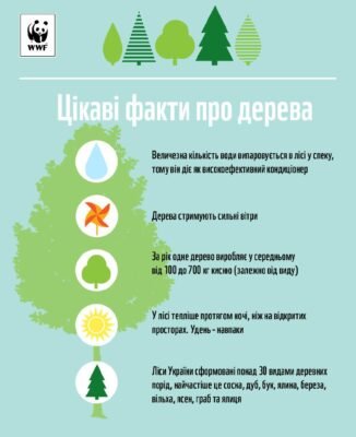Цікаві факти про дерева: незвичайні відомості та відкриття природи