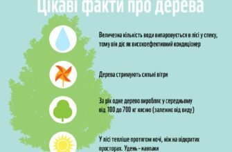 Цікаві факти про дерева: незвичайні відомості та відкриття природи