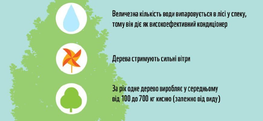 Цікаві факти про дерева: незвичайні відомості та відкриття природи