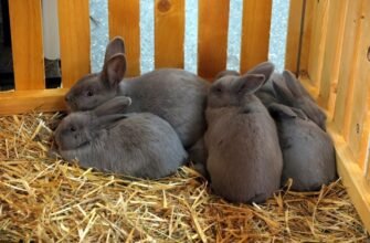 Цікаві факти про домашніх улюбленців: неймовірні відкриття і таємниці