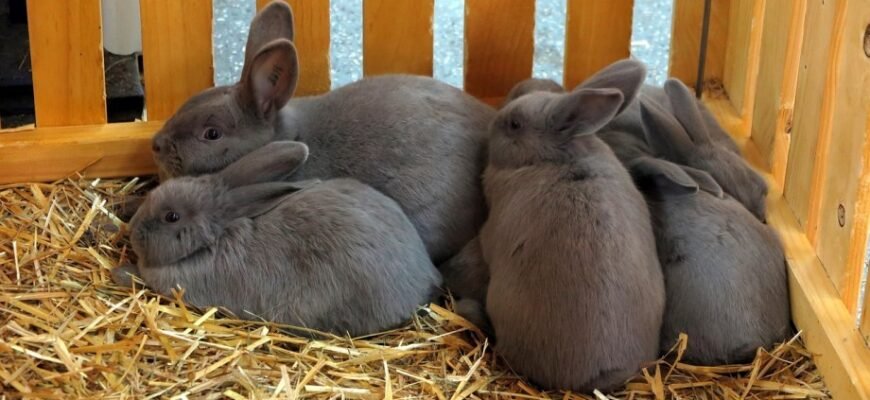 Цікаві факти про домашніх улюбленців: неймовірні відкриття і таємниці