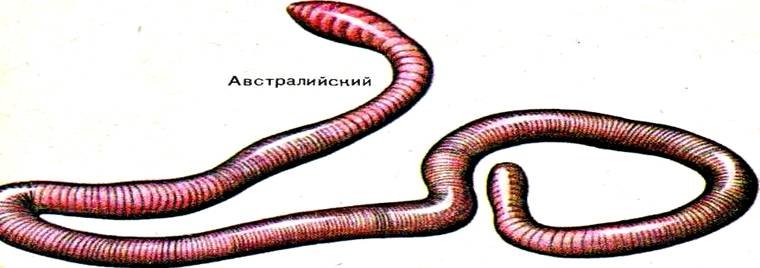 Чорні черв'яки: Таємничий світ під нашими ногами - Retro