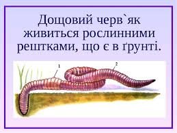 Цікаві факти про дощових черв’яків: роль у природі та особливості