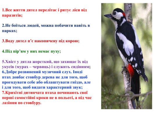Цікаві факти про дятла: розкриття загадкових особливостей птаха
