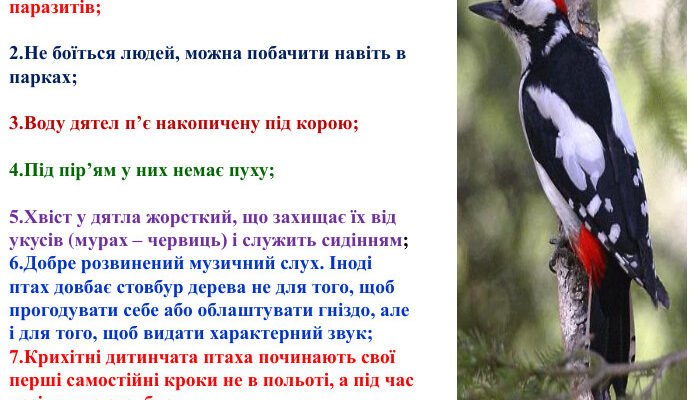 Цікаві факти про дятла: розкриття загадкових особливостей птаха Цікаві факти про дятла: розкриття загадкових особливостей птаха