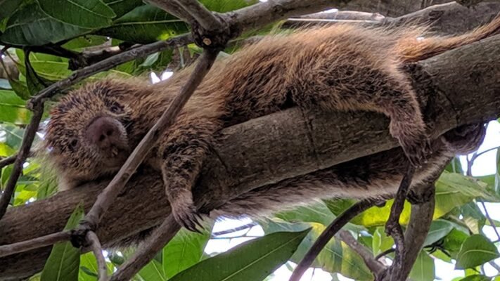 Цікаві факти про дикобразів: несподівані особливості цих тварин