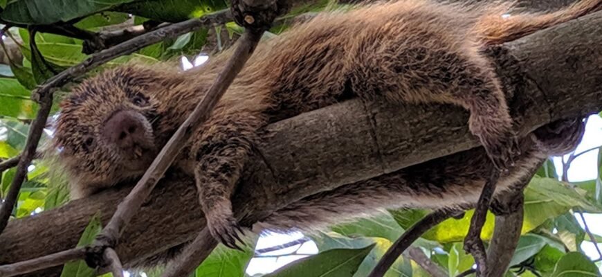 Цікаві факти про дикобразів: несподівані особливості цих тварин Цікаві факти про дикобразів: несподівані особливості цих тварин