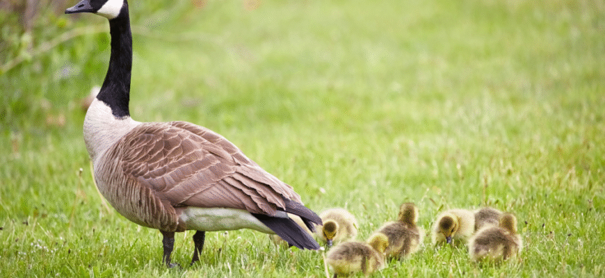 Цікаві факти про диких гусей: захоплюючий світ птахів у природі Цікаві факти про диких гусей: захоплюючий світ птахів у природі