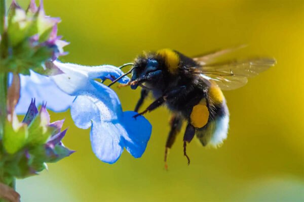 Цікаві факти про джмелів: дізнайтеся більше про цих незвичайних комах