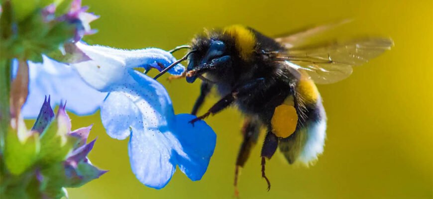 Цікаві факти про джмелів: дізнайтеся більше про цих незвичайних комах Цікаві факти про джмелів: дізнайтеся більше про цих незвичайних комах