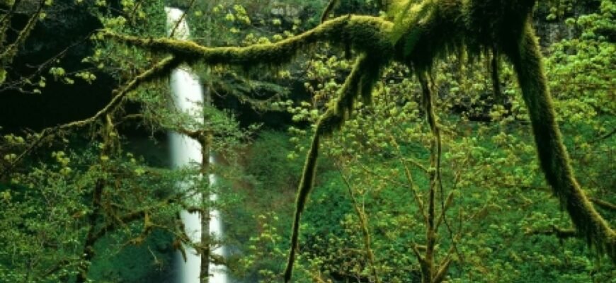 Цікаві факти про джунглі: несподівані відкриття та унікальні явища Цікаві факти про джунглі: несподівані відкриття та унікальні явища