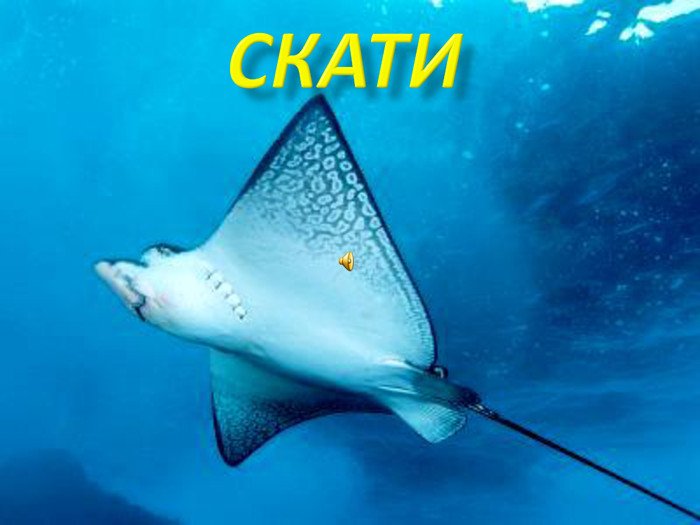 Добра фізика :): Жива електрика (ДЗ)