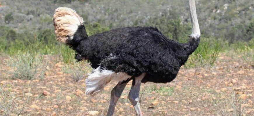 Цікаві факти про ему: відкрийте таємниці життя австралійських страусів