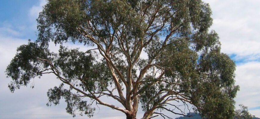 Цікаві факти про евкаліпт: історія, користь та унікальні властивості Цікаві факти про евкаліпт: історія, користь та унікальні властивості