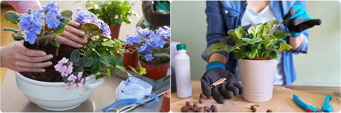 Книга Погляд кохання + Фіалки в березні (комплект із 2-х книг ...