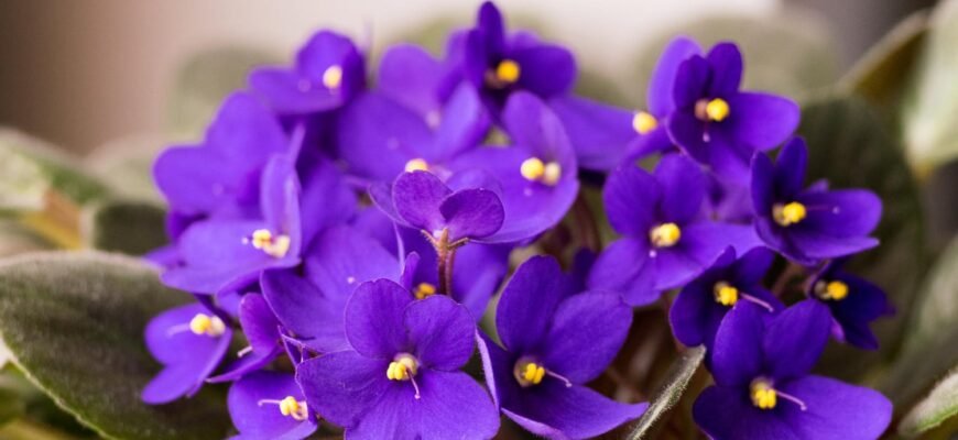 Цікаві факти про фіалки: дізнайтеся більше про ці унікальні квіти Цікаві факти про фіалки: дізнайтеся більше про ці унікальні квіти