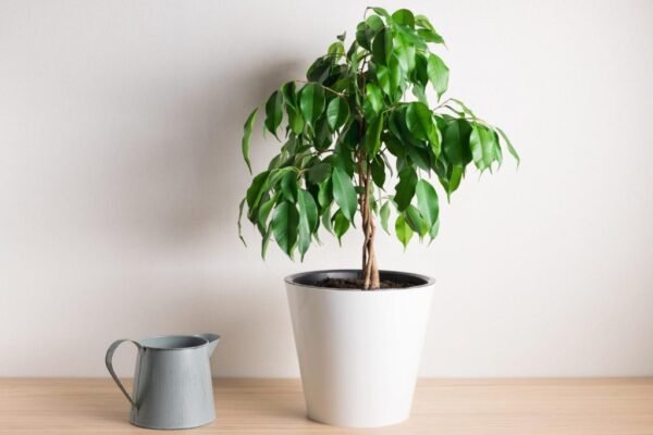Цікаві факти про фікус: відкрийте таємниці популярної кімнатної рослини