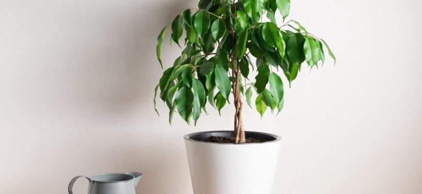 Цікаві факти про фікус: відкрийте таємниці популярної кімнатної рослини