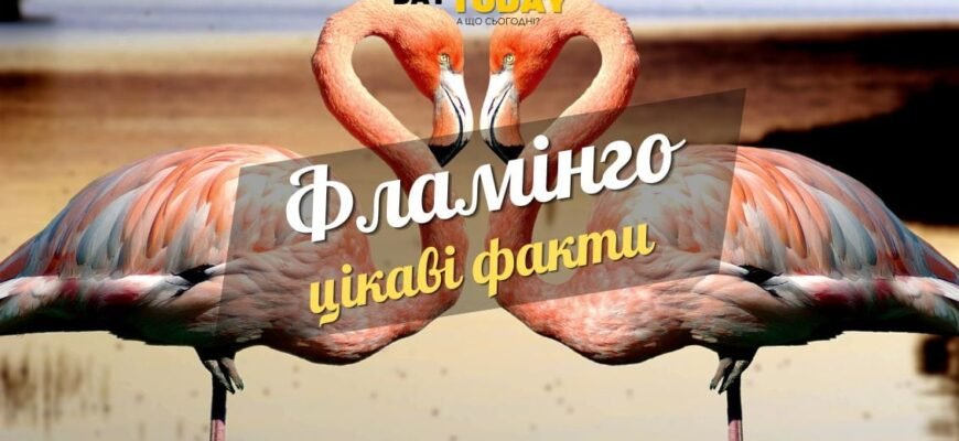 Цікаві факти про фламінго: незвичайні звички та кольори птахів