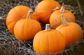 Цікаві факти про гарбуз: історія, користь і несподівані властивості