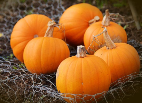 Цікаві факти про гарбуз: історія, користь і несподівані властивості