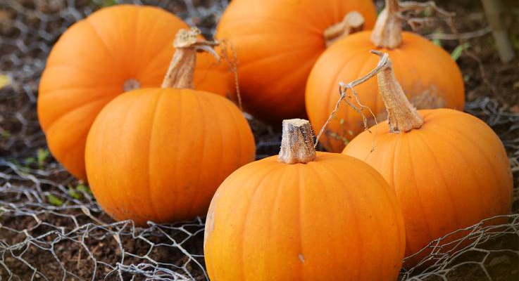 Цікаві факти про гарбуз: історія, користь і несподівані властивості Цікаві факти про гарбуз: історія, користь і несподівані властивості