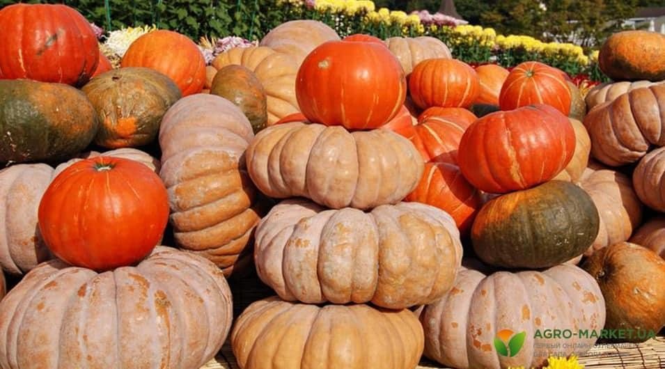 Сезон гарбуза. Лікувальні властивості і користь українського суперфуда