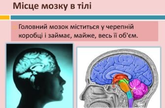 Цікаві факти про головний мозок: відкрийте таємниці вашого розуму