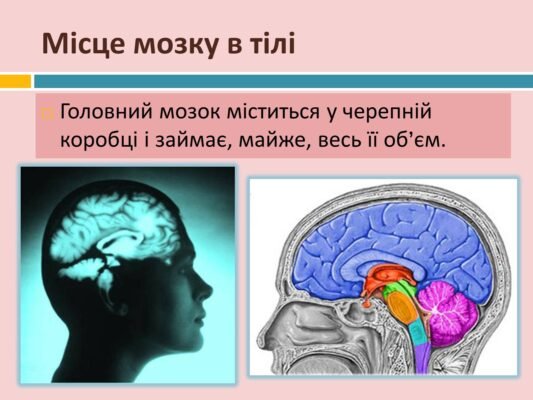 Цікаві факти про головний мозок: відкрийте таємниці вашого розуму
