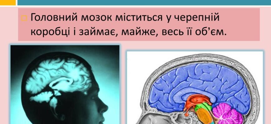 Цікаві факти про головний мозок: відкрийте таємниці вашого розуму Цікаві факти про головний мозок: відкрийте таємниці вашого розуму