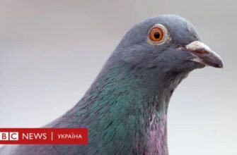 Цікаві факти про голубів: неймовірні здібності міських птахів