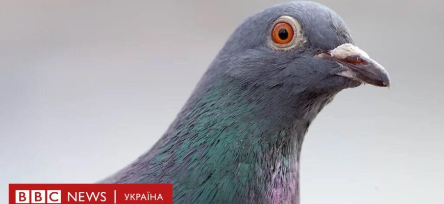 Цікаві факти про голубів: неймовірні здібності міських птахів Цікаві факти про голубів: неймовірні здібності міських птахів