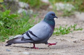 Цікаві факти про голубів: несподівані відомості про міських птахів