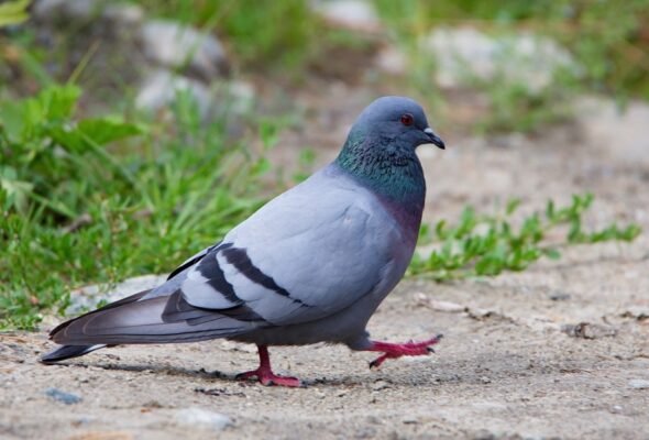 Цікаві факти про голубів: несподівані відомості про міських птахів