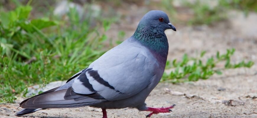 Цікаві факти про голубів: несподівані відомості про міських птахів