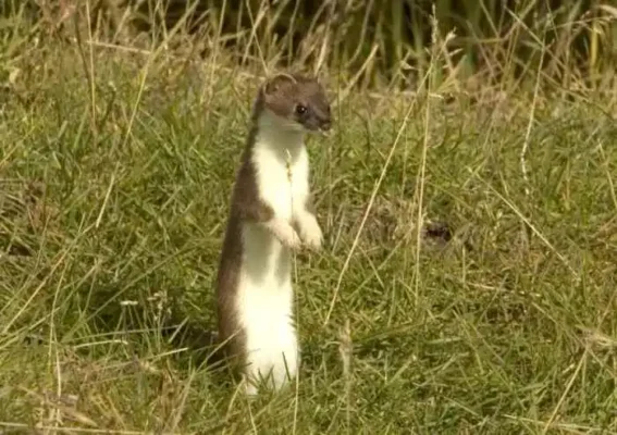 Цікаві факти про горностая: дізнайтеся більше про цього унікального хижака