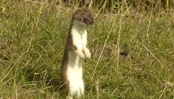 Цікаві факти про горностая: дізнайтеся більше про цього унікального хижака Цікаві факти про горностая: дізнайтеся більше про цього унікального хижака