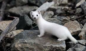 Цікаві факти про горностая: неймовірні особливості та поведінка