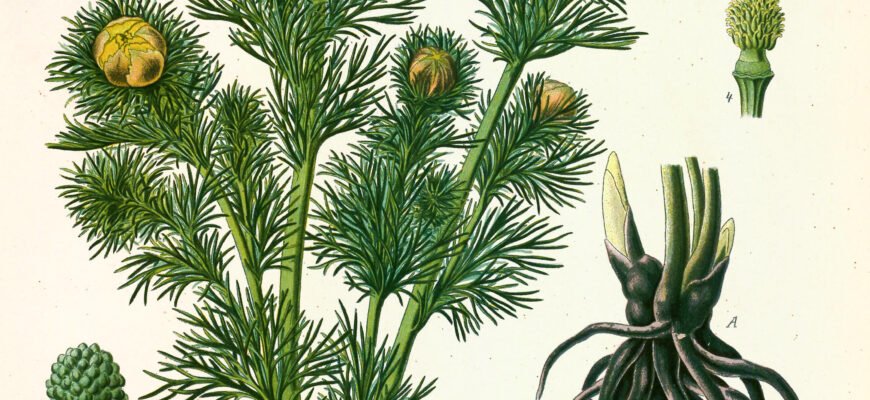 Цікаві факти про горицвіт весняний: відповіді на найпоширеніші питання