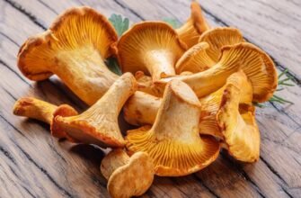 Цікаві факти про гриби лисички: корисні властивості та смакові якості