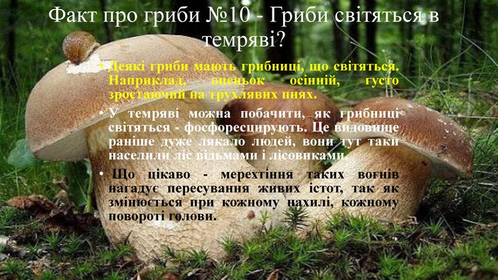 Цікаві факти про гриби: непересічні властивості та відкриття