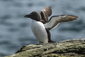 24 цікаві факти про качкодзьобів – 🧐 MillionFacts