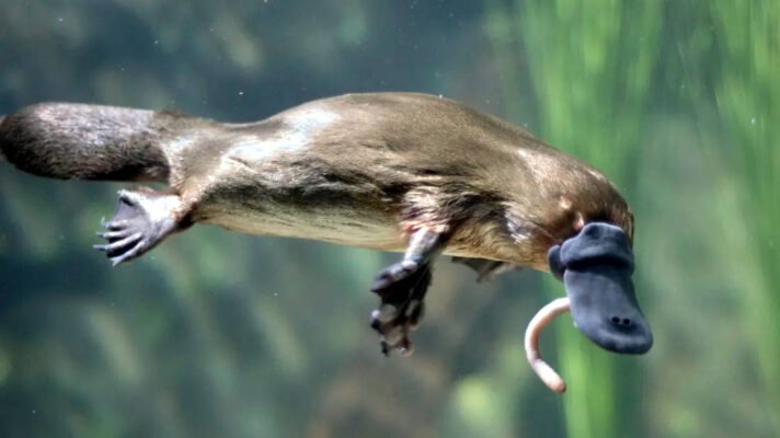 Цікаві факти про качкодзьоба: унікальність природи в деталях