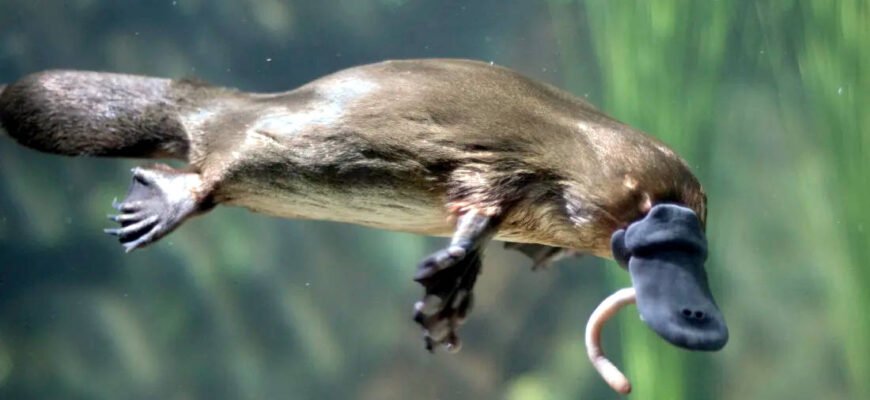 Цікаві факти про качкодзьоба: унікальність природи в деталях