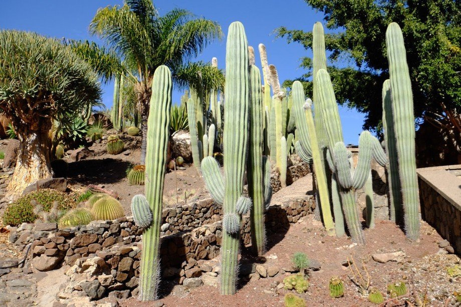 Чи справді кактуси захищають будинок від неприємних гостей