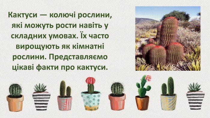 Цікаві факти про кактуси: що ви ще не знали про ці рослини? Цікаві факти про кактуси: що ви ще не знали про ці рослини?