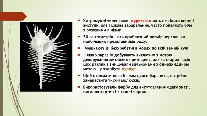 27 цікавих фактів про кальмарів - Dzen