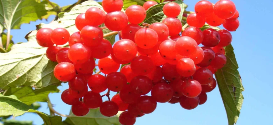 Цікаві факти про калину: відкрийте таємниці символу України