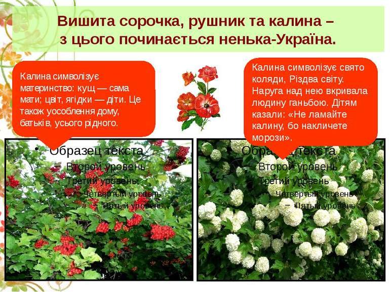 Чому калина символ України — COOLINFO