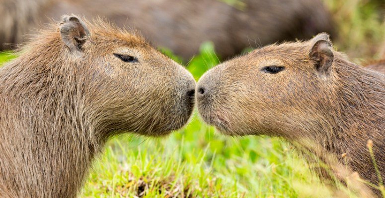 Цікаві факти про капібар: відкрийте світ найбільшого гризуна планети
